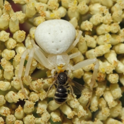 Thomisus spectabilis (Spectacular Crab Spider) at Acton, ACT - 8 Dec 2018 by TimL