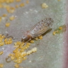 Acizzia acaciaebaileyanae (Cootamundra Wattle Psyllid) at Jerrabomberra Wetlands - 28 Oct 2018 by silverseastarsong