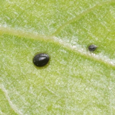 Unidentified Scale insect & mealybug (Hemiptera, Coccoidea) at Kingston, ACT - 27 Oct 2018 by silversea_starsong