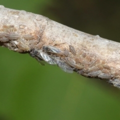 Pterocomma populeum (Poplar bark aphid) at Kingston, ACT - 27 Oct 2018 by silverseastarsong