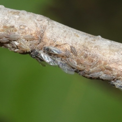 Pterocomma populeum (Poplar bark aphid) at Kingston, ACT - 28 Oct 2018 by silverseastarsong