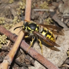 Vespula germanica (European wasp) at Fyshwick, ACT - 27 Oct 2018 by silversea_starsong