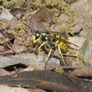 Vespula germanica at Fyshwick, ACT - 28 Oct 2018