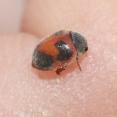 Rodolia sp. (genus) (A ladybird) at Mount Majura - 29 Oct 2018 by silversea_starsong