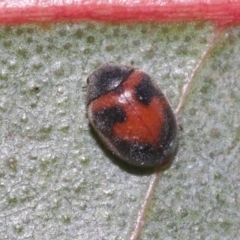 Rodolia sp. (genus) at Hackett, ACT - 29 Oct 2018 06:54 PM