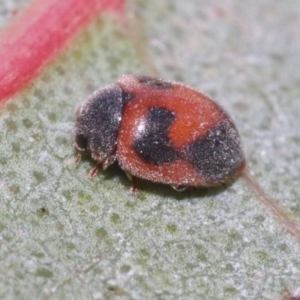 Rodolia sp. (genus) at Hackett, ACT - 29 Oct 2018