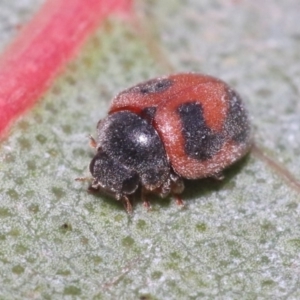 Rodolia sp. (genus) at Hackett, ACT - 29 Oct 2018 06:54 PM