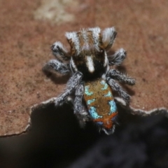 Maratus calcitrans (Kicking peacock spider) at Hackett, ACT - 29 Oct 2018 by silverseastarsong