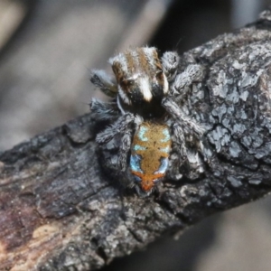 Maratus calcitrans at Hackett, ACT - 29 Oct 2018