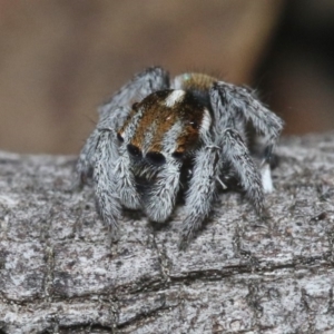 Maratus calcitrans at Hackett, ACT - 29 Oct 2018