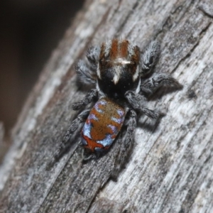 Maratus calcitrans at Hackett, ACT - 29 Oct 2018