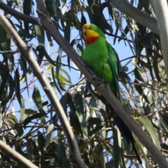 Polytelis swainsonii (Superb Parrot) at Watson, ACT - 28 Oct 2018 by silverseastarsong