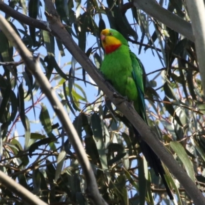 Polytelis swainsonii (Superb Parrot) at Watson, ACT - 28 Oct 2018 by silverseastarsong