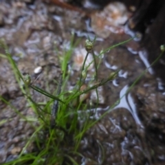 Isolepis cernua (Slender Clubrush) at Dunlop, ACT - 2 Nov 2018 by SarahS