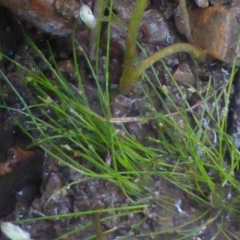 Isolepis cernua at Dunlop, ACT - 2 Nov 2018