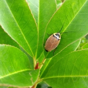 Ellipsidion australe at Giralang, ACT - 13 Dec 2018 03:09 PM