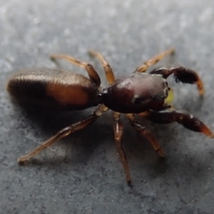 Rhombonotus gracilis at Acton, ACT - 13 Dec 2018