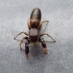 Rhombonotus gracilis at Acton, ACT - 13 Dec 2018 02:46 PM