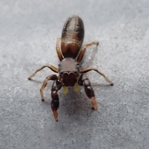 Rhombonotus gracilis at Acton, ACT - 13 Dec 2018