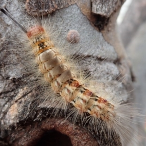 Orgyia anartoides at Canberra, ACT - 13 Dec 2018