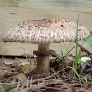 Chlorophyllum sp. at Spence, ACT - 13 Dec 2018