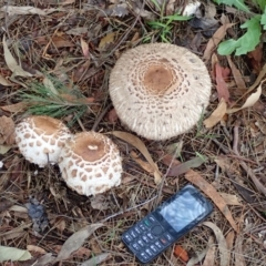 Chlorophyllum sp. at Spence, ACT - 13 Dec 2018