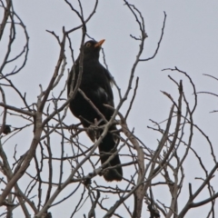 Turdus merula (Eurasian Blackbird) at Fyshwick, ACT - 13 Dec 2018 by RodDeb