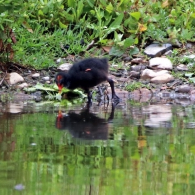 Gallinula tenebrosa (Dusky Moorhen) at Fyshwick, ACT - 13 Dec 2018 by RodDeb