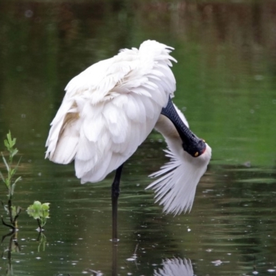 Platalea regia (Royal Spoonbill) at Jerrabomberra Wetlands - 13 Dec 2018 by RodDeb