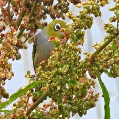 Zosterops lateralis (Silvereye) at Jerrabomberra Wetlands - 13 Dec 2018 by RodDeb