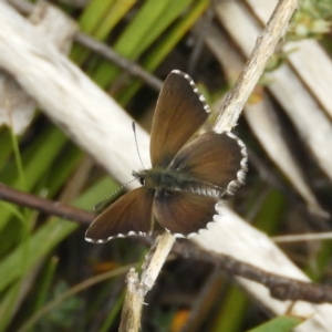 Neolucia agricola at Cotter River, ACT - 9 Dec 2018