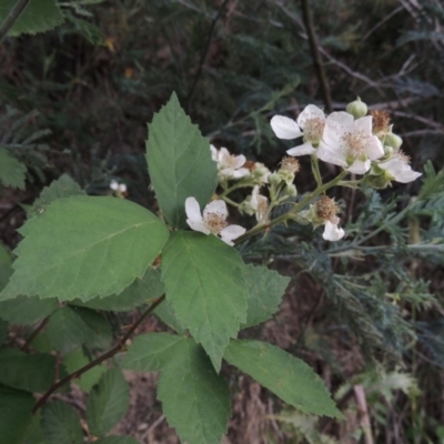 Rubus anglocandicans (Blackberry) at Tharwa, ACT - 9 Dec 2018 by MichaelBedingfield