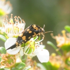 Hoshihananomia leucosticta (Pintail or Tumbling flower beetle) at Oallen, NSW - 11 Dec 2018 by Harrisi