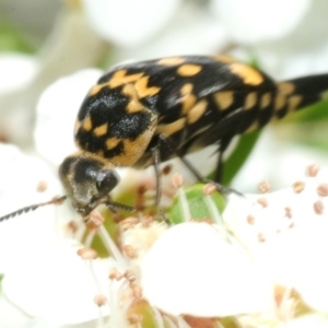 Hoshihananomia leucosticta at Oallen, NSW - 12 Dec 2018