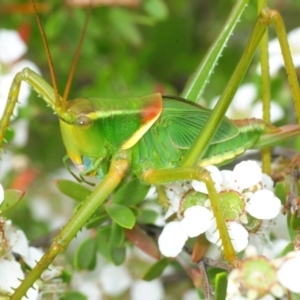 Terpandrus horridus at Oallen, NSW - 12 Dec 2018