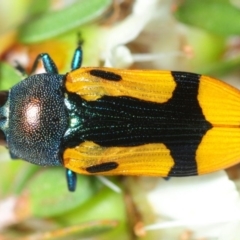 Castiarina skusei (A Jewel Beetle) at Jerrawangala, NSW - 13 Dec 2018 by Harrisi