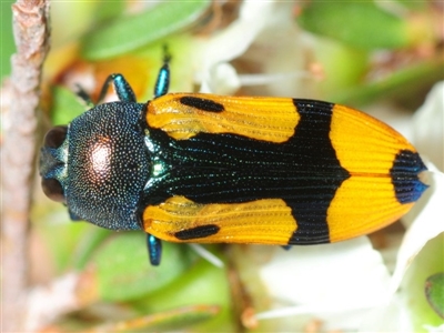 Castiarina skusei (A Jewel Beetle) at Jerrawangala, NSW - 13 Dec 2018 by Harrisi