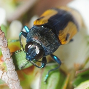 Castiarina skusei at Jerrawangala, NSW - 13 Dec 2018