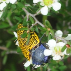 Stigmodera macularia (Macularia jewel beetle) at Jerrawangala National Park - 12 Dec 2018 by Harrisi