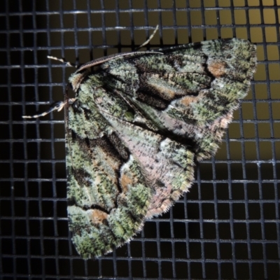 Aeolochroma metarhodata (Tea-tree Emerald) at Conder, ACT - 4 Dec 2018 by MichaelBedingfield