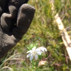 Bauera rubioides (Wiry Bauera) at Jervis Bay, JBT - 10 Oct 2018 by MeenaS