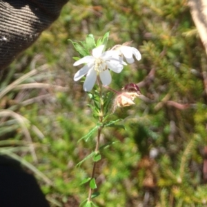 Bauera rubioides at Jervis Bay, JBT - 11 Oct 2018