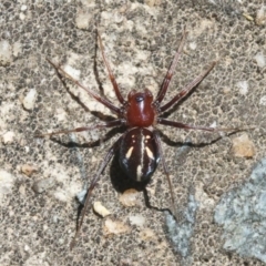 Habronestes bradleyi (Bradley's Ant-Eating Spider) at ANBG - 27 Oct 2018 by silversea_starsong