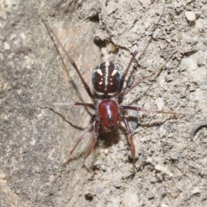 Habronestes bradleyi at Acton, ACT - 28 Oct 2018 12:00 AM