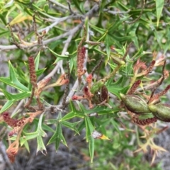 Grevillea ramosissima subsp. ramosissima (Fan Grevillea) at Jerrabomberra, NSW - 12 Dec 2018 by RWPurdie