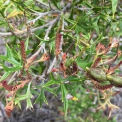 Grevillea ramosissima subsp. ramosissima (Fan Grevillea) at Jerrabomberra, NSW - 13 Dec 2018 by RWPurdie