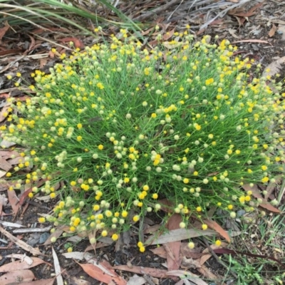 Calotis lappulacea (Yellow Burr Daisy) at Jerrabomberra, NSW - 12 Dec 2018 by RWPurdie
