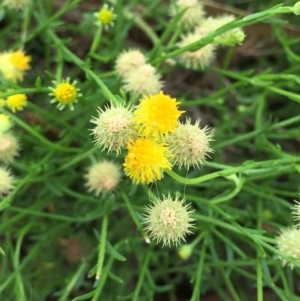 Calotis lappulacea at Jerrabomberra, NSW - 13 Dec 2018