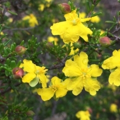 Hibbertia ericifolia subsp. ericifolia (A Guinea Flower) at Jerrabomberra, NSW - 12 Dec 2018 by RWPurdie