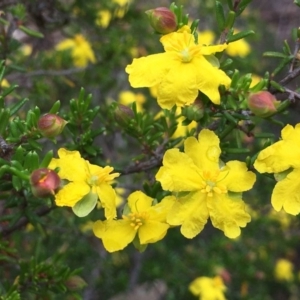 Hibbertia ericifolia subsp. ericifolia at Jerrabomberra, NSW - 13 Dec 2018